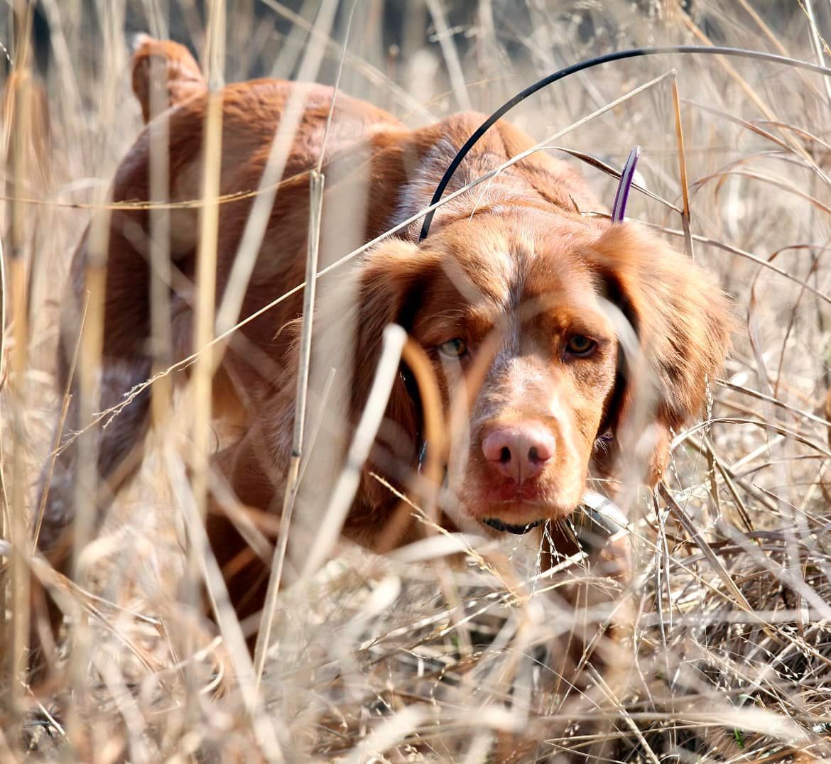 Dog, brown and white, in tall dry grass, wearing a tracking collar.