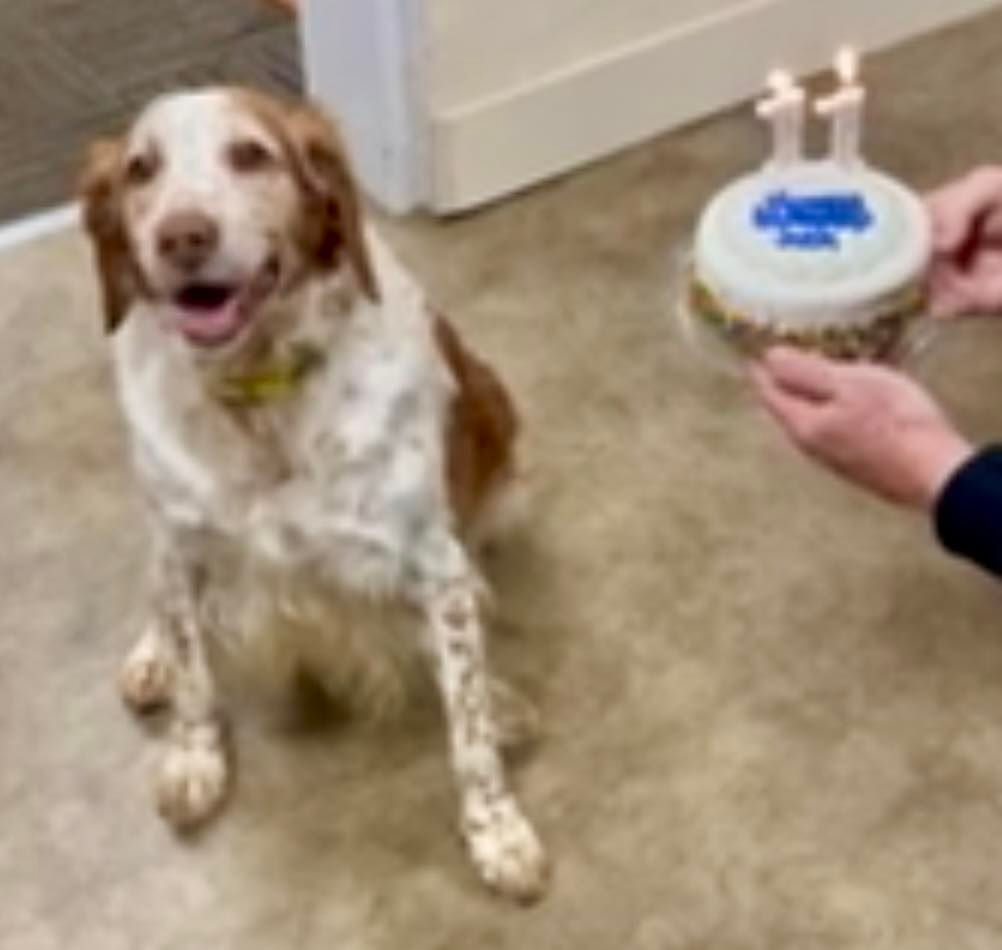 Dog sitting, looking at small cake with 