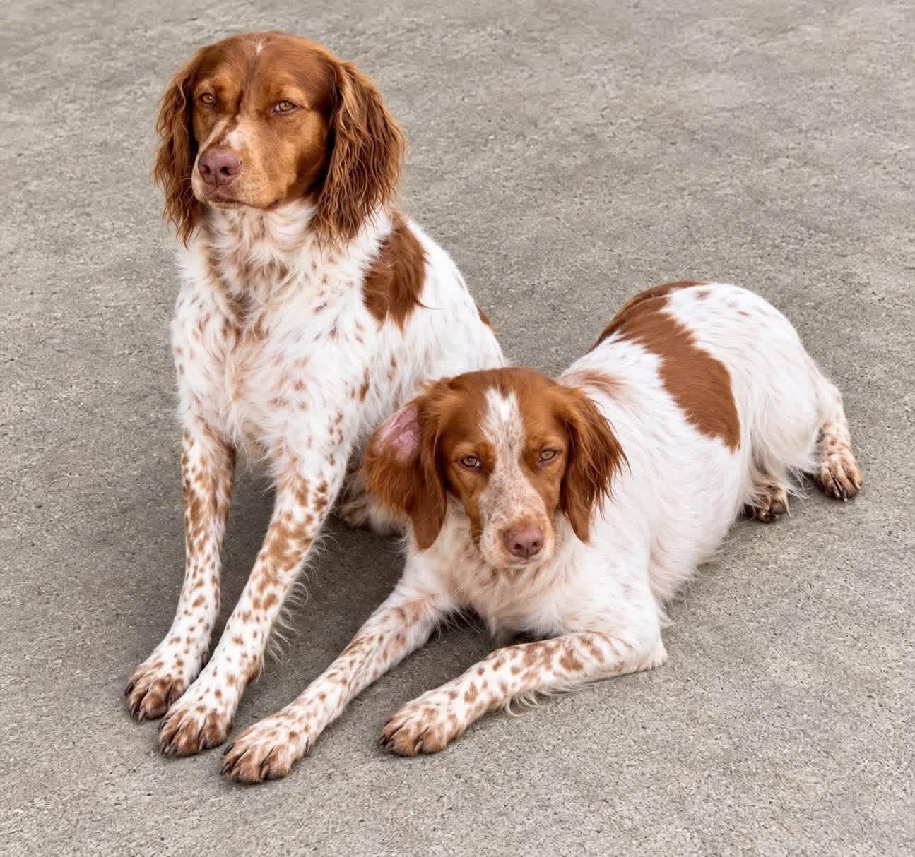 Two dogs laying next to each other