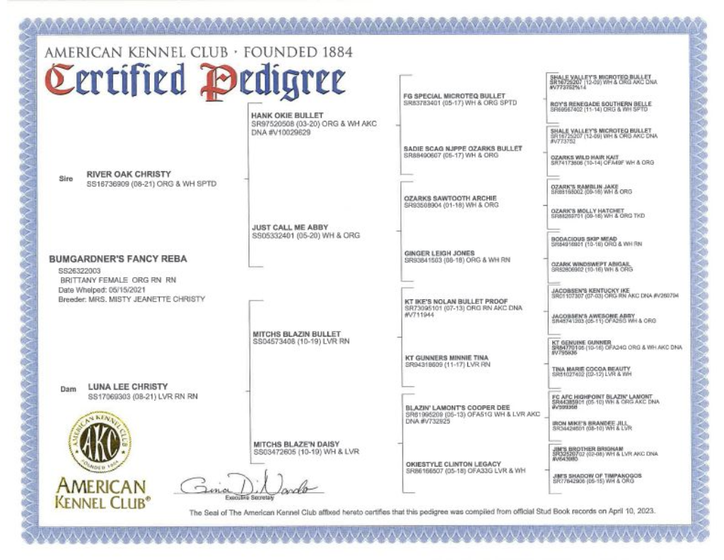 American Kennel Club certified pedigree certificate, blue border, detailing a dog's lineage.