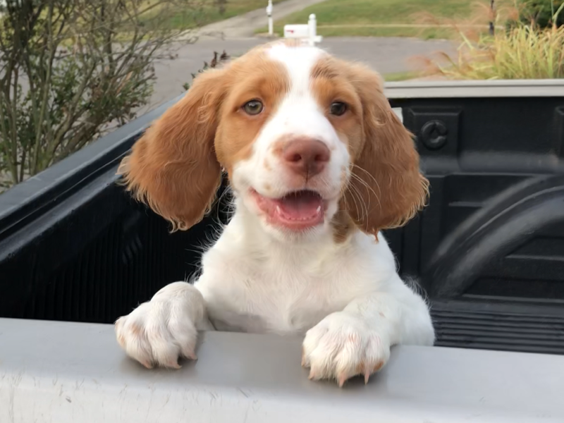 Puppy with tan and white fur, looking cheerful, leaning on the edge of a truck bed.