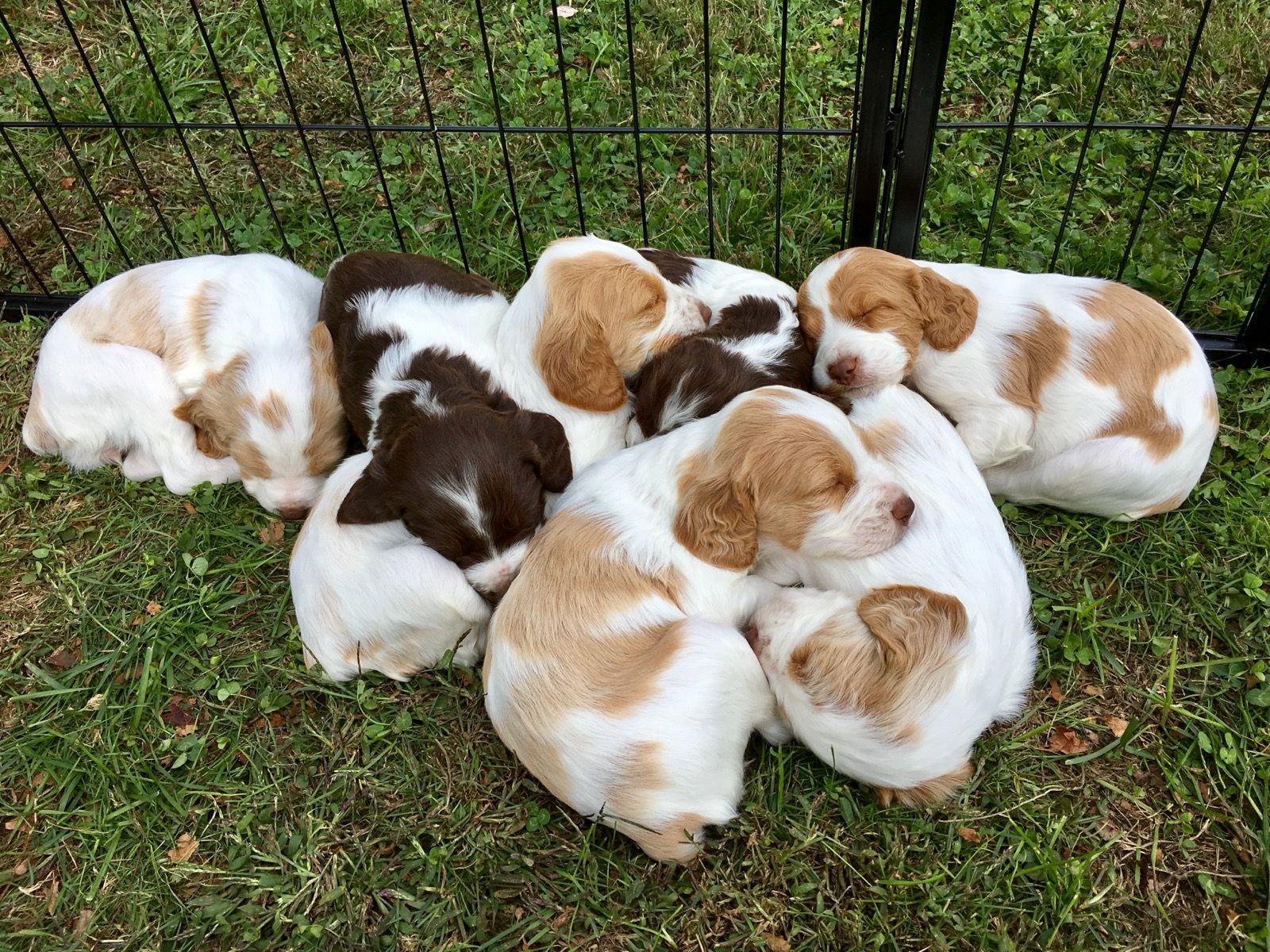 A pile of sleeping puppies with brown and white markings, resting on green grass.