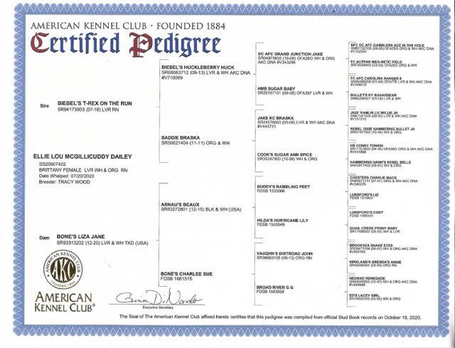 American Kennel Club certified pedigree certificate with blue border.