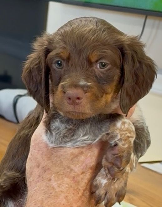 Brown and white puppy with floppy ears held up close.