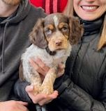 Puppy with brown and white fur held by two people. The puppy has a serious expression.