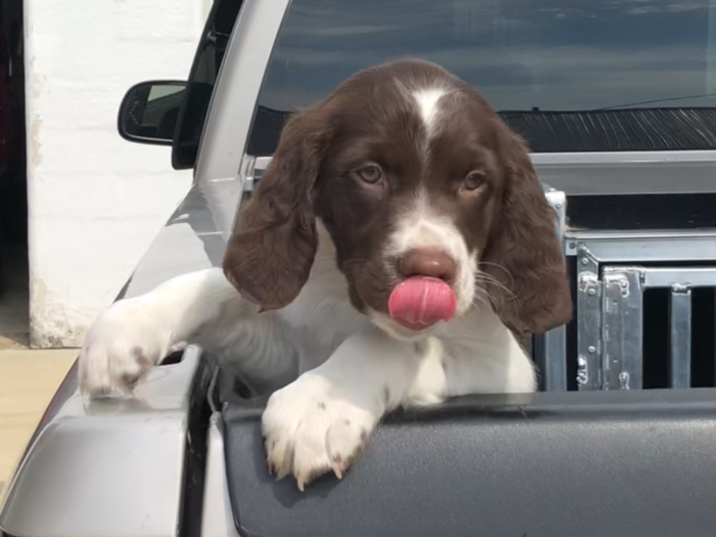 Brown and white puppy sticking its tongue out, leaning on the side of a silver truck bed.