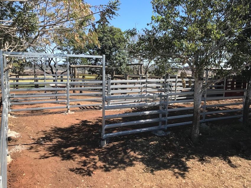 Metal cattle pen in a yard with trees, under a blue sky— Shed Constructions (QLD) In Gin Gin, QLD