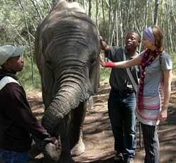 A man and a woman are petting an elephant in the woods.