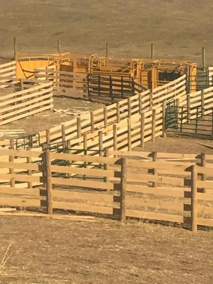 Corral of wooden fences and gates in a dry, open field under a clear sky