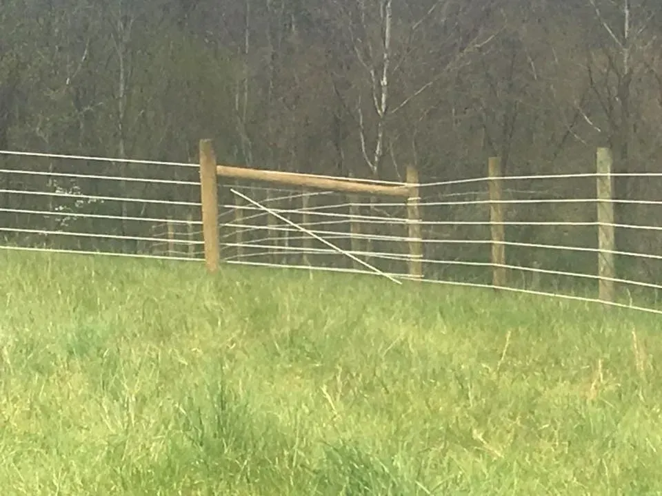 Rural fence with wooden gate in a grassy field, backed by leafless trees.