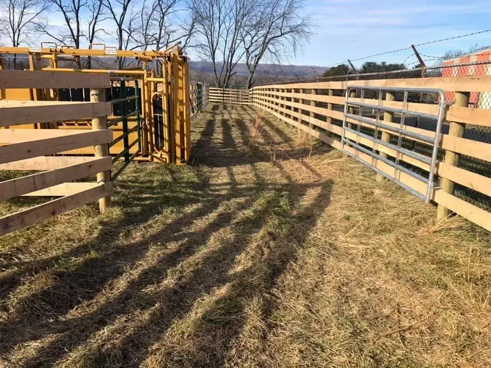 Yellow livestock chute between wooden fence rows on a grassy path under a clear sky