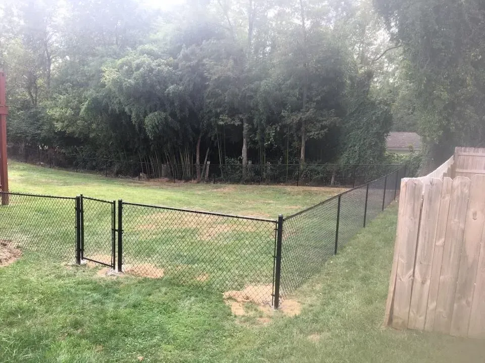 Backyard with a black chain-link fence, grassy yard, tall trees, and a wooden fence on the right.
