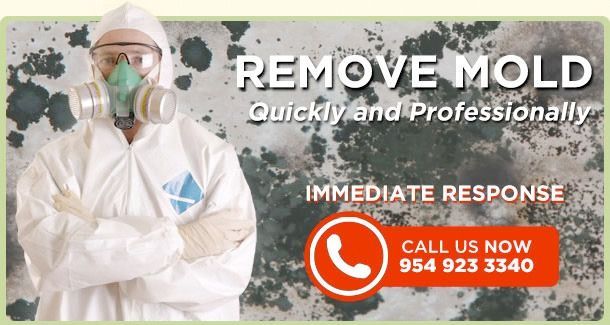 Toxic Black Mold Removal