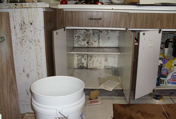 Mold and Cabinetry