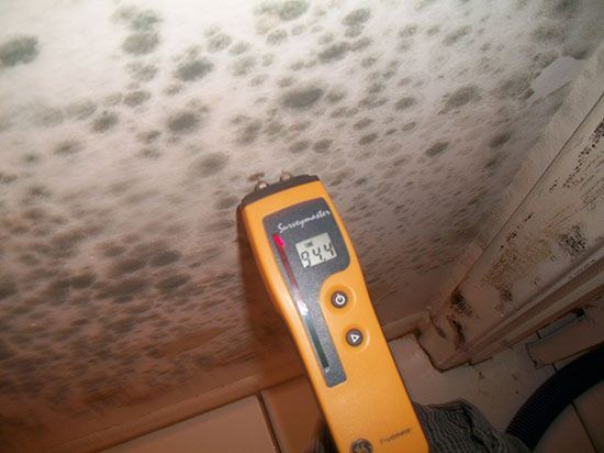 Water Damage Mold
