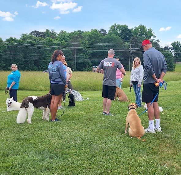 The Dog Pros Dog Training Programs