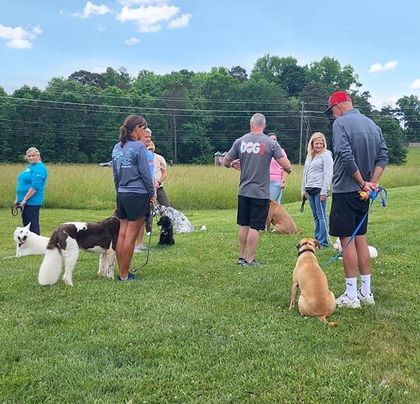 The Dog Pros Dog Training Programs