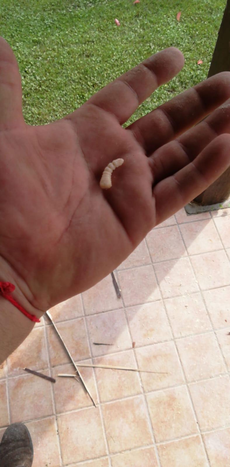 Il palmo di una persona che tiene una piccola larva ricurva di colore chiaro, sullo sfondo di un paesaggio esterno.