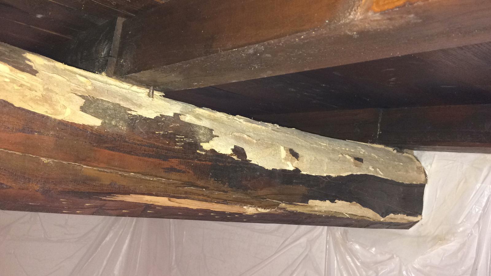 Primo piano di una trave di legno scuro in un vespaio con chiazze di muffa bianca o isolante in schiuma spray sul lato.