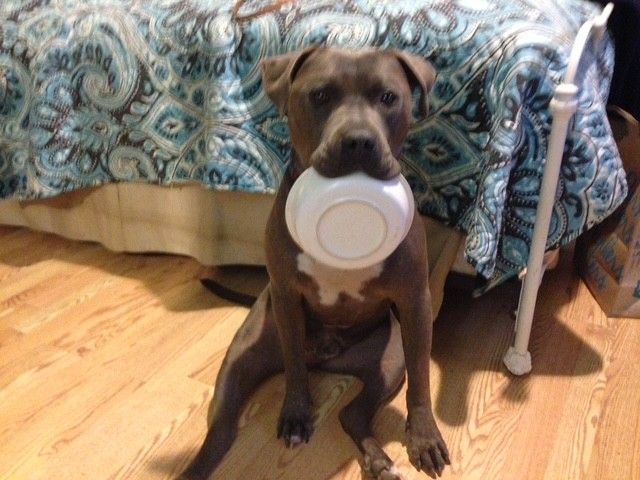 A brown dog sits on a wooden floor in a bedroom, holding a white bowl in its mouth and looking toward the camera.