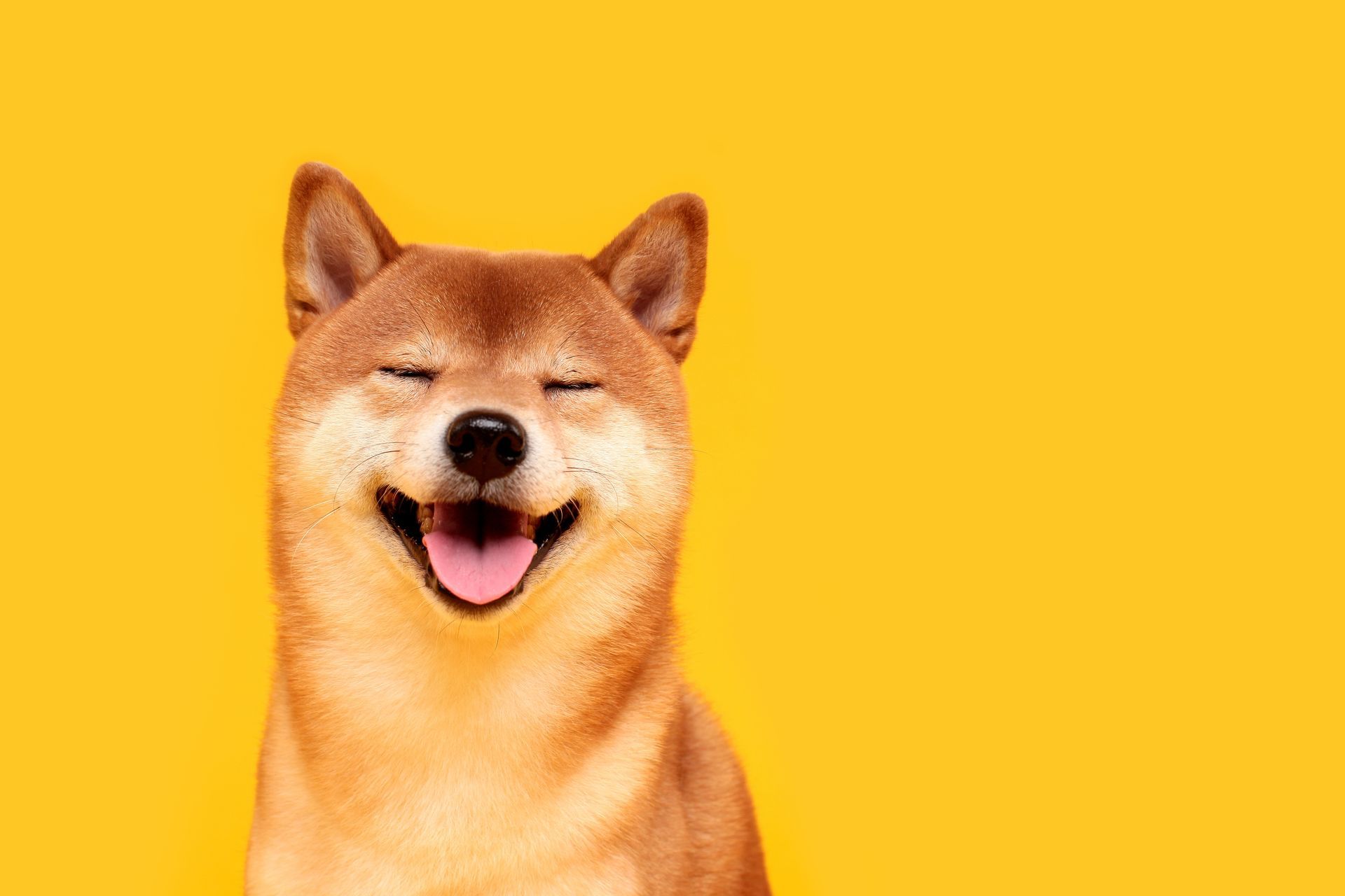 A happy Shiba Inu dog with its eyes closed and mouth open, centered against a vibrant yellow background.