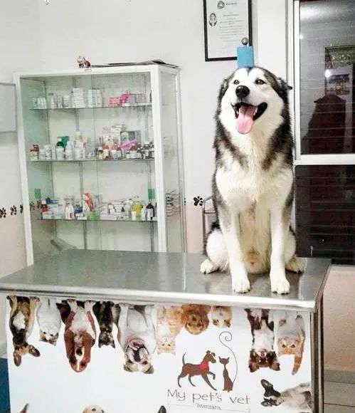 microchip para perros en leon