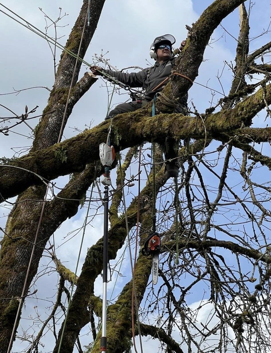 A man is sitting on a tree branch with a chainsaw.