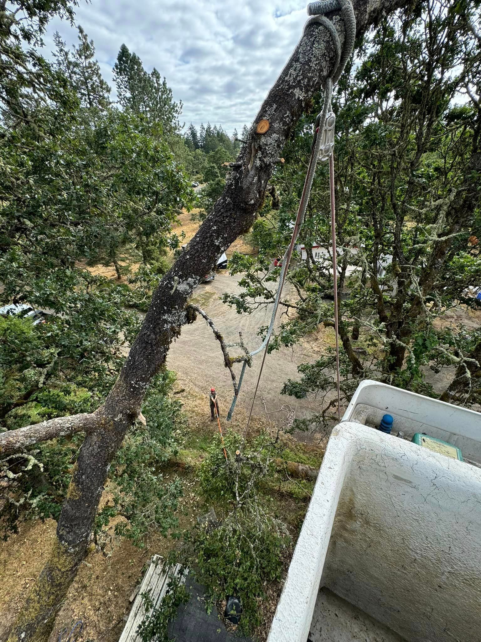 A large tree branch is hanging from a crane.