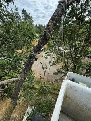 A large tree branch is hanging from a crane.