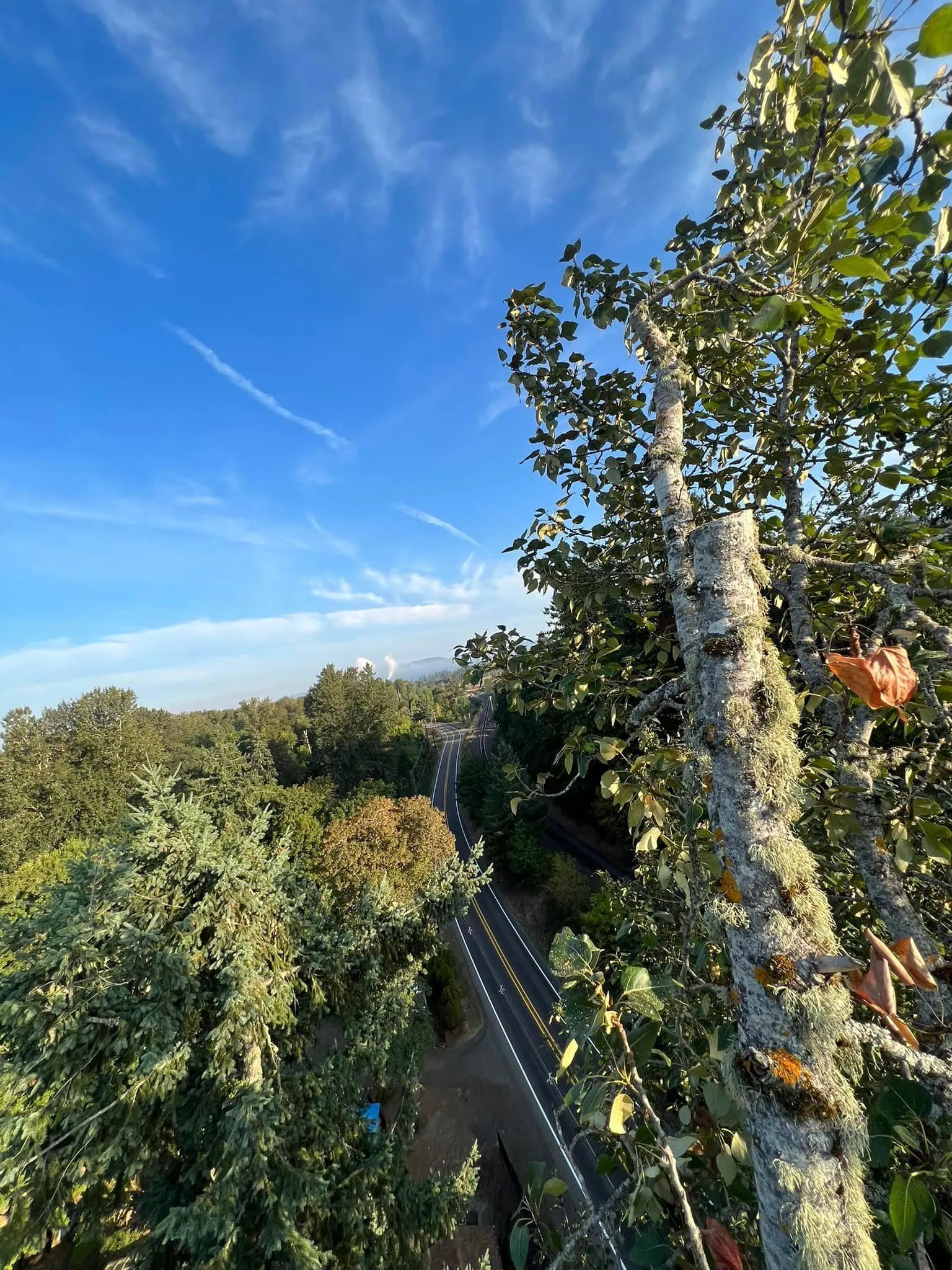 Tree canopy walkway under a bright blue sky, with tall trees and a glimpse of the path below