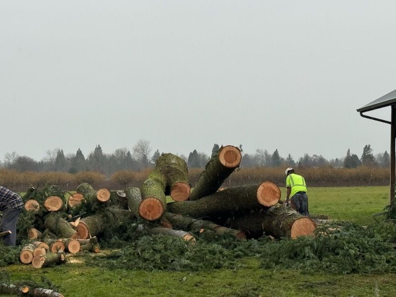 Worker in a neon jacket among stacked cut logs in a muddy field under an overcast sky