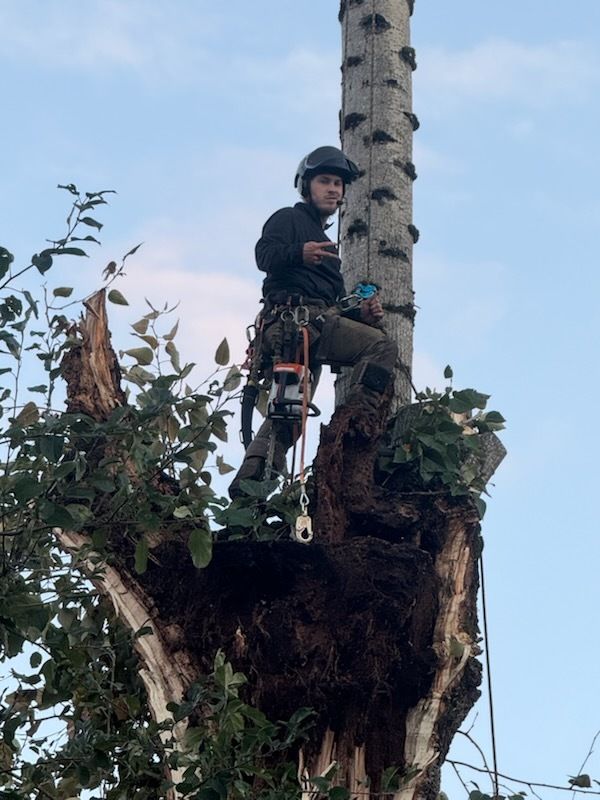 Arborist in safety gear on a tree, operating equipment. Blue sky background.