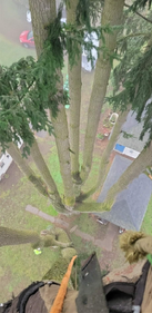 View from a tree canopy over a sidewalk, parked cars, and greenery below