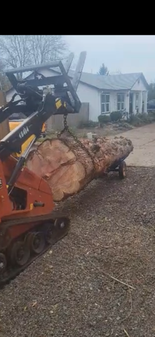 An orange skid steer carrying a large tree trunk. The work is taking place on gravel. A white house is in the background.