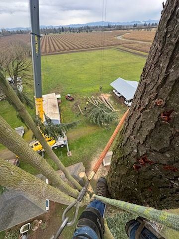 View from a tree platform over farmland, with ropes, a safety harness, and a shed below.