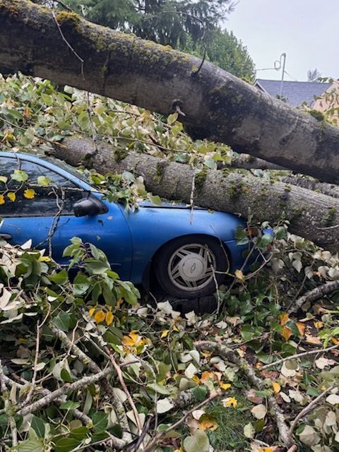 Blue car crushed by fallen tree in a residential area. Branches and leaves surround.