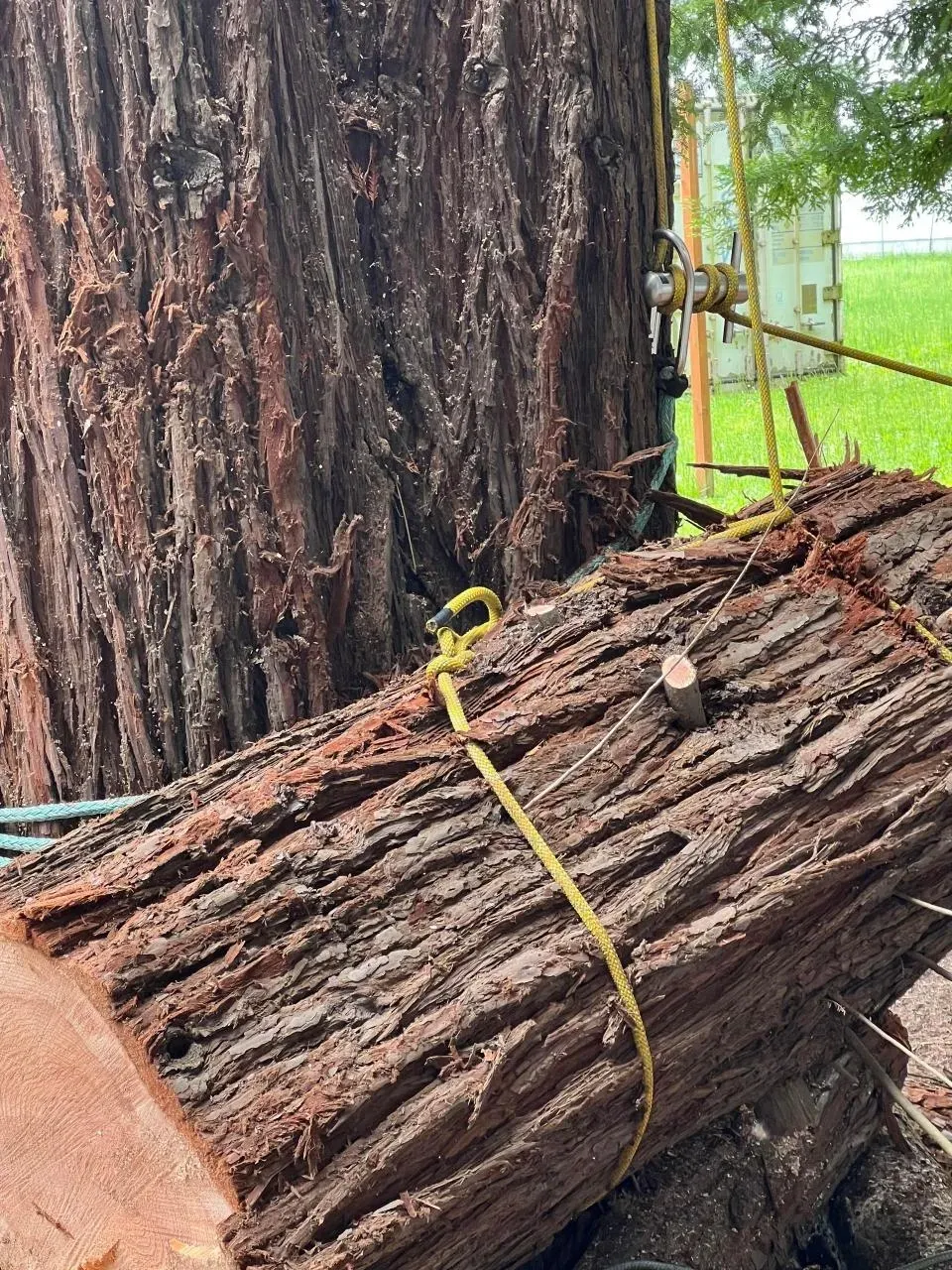 A man is climbing a tree with ropes.