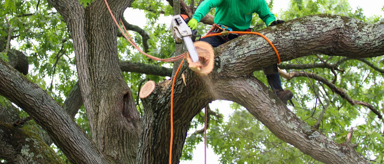 A person using a chainsaw to cut a tree branch. They are secured with ropes in a large tree.