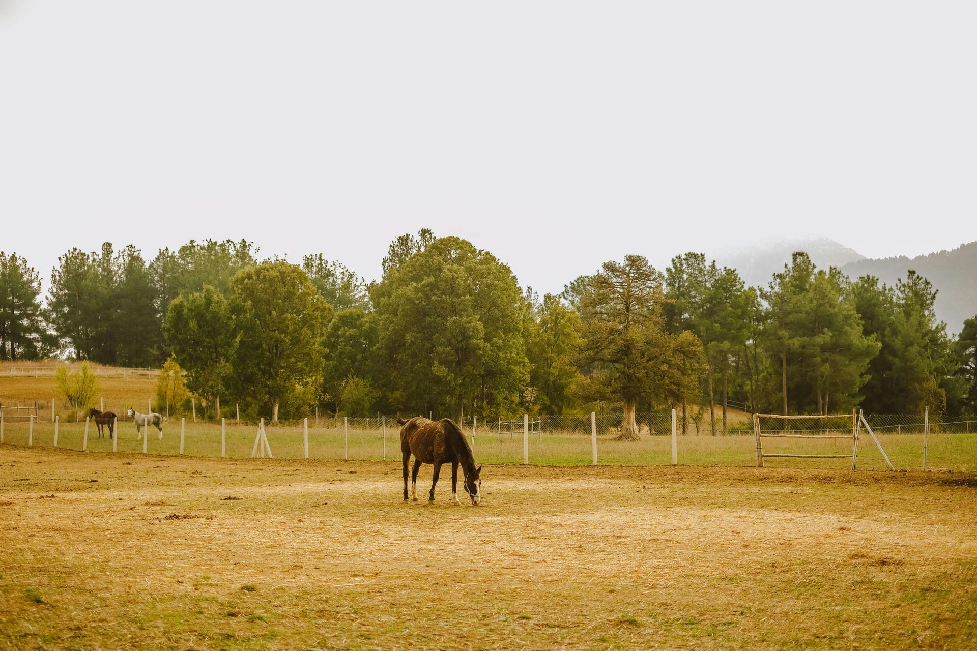  therapeutic horseback riding for veterans