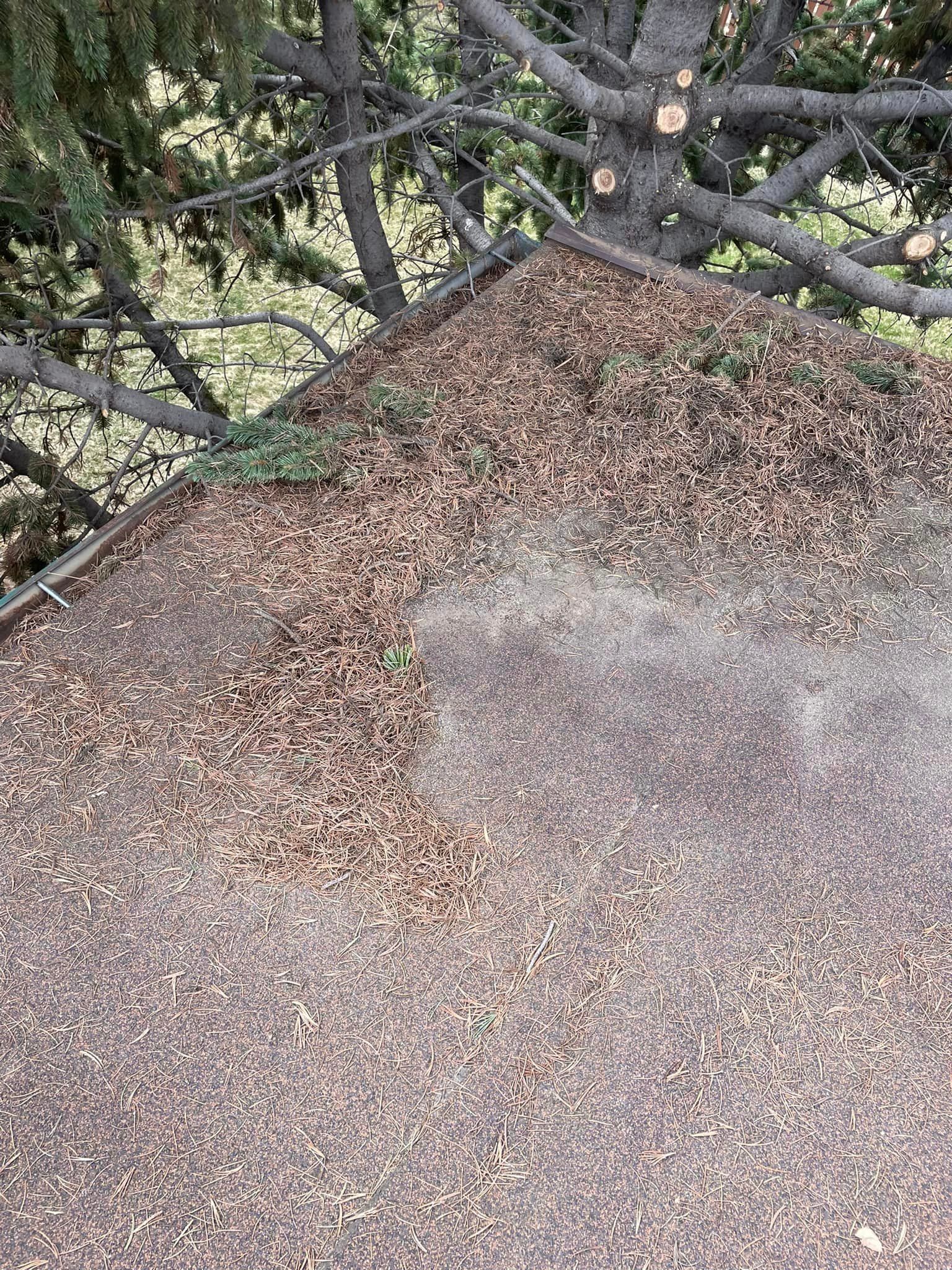 A pile of leaves on the ground under a tree.