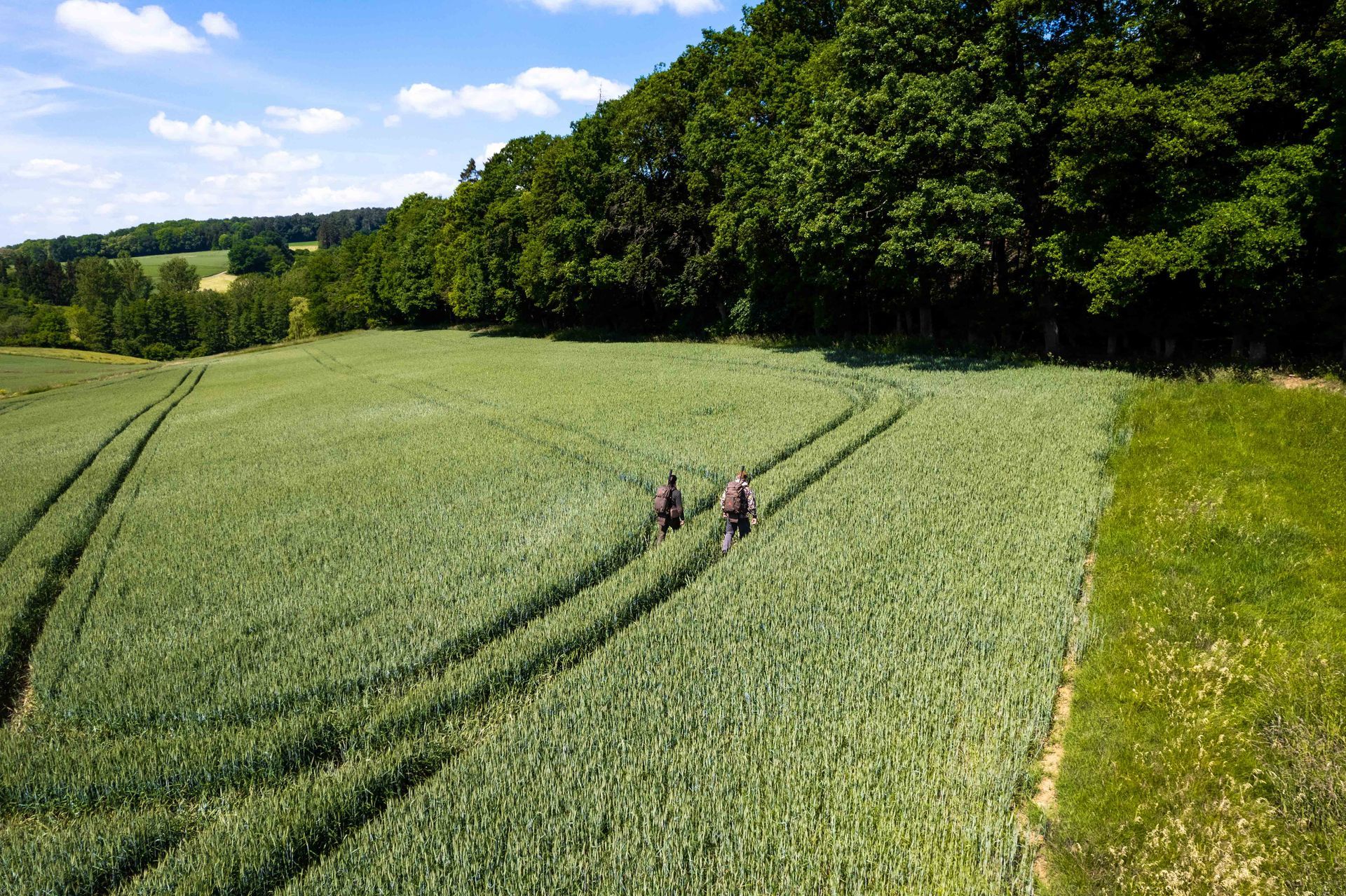 To personer på hesteryggen rir gjennom et felt med grønne avlinger med en tregrense i bakgrunnen under en blå himmel.