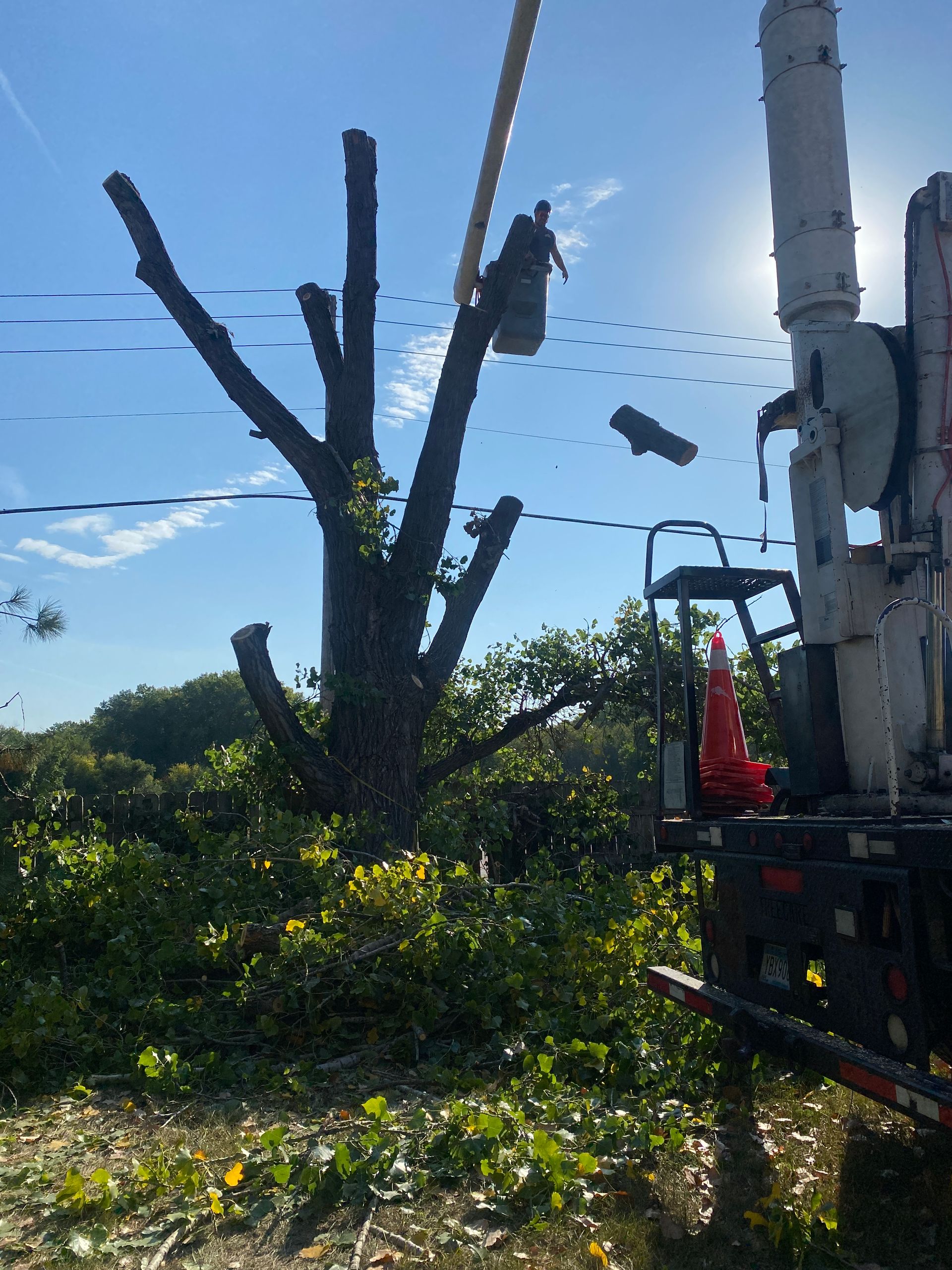 Tree Care Services Minneapolis, MN Arbor Tree Service