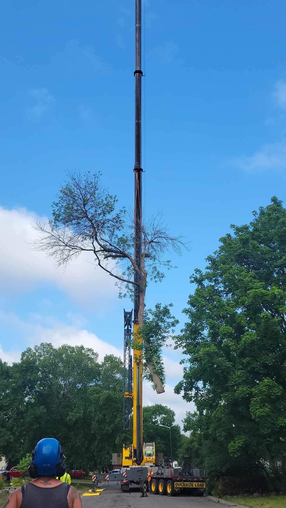 A Crane is Lifting a Tree in the Air  | Minneapolis, MN | Arbor Tree Service