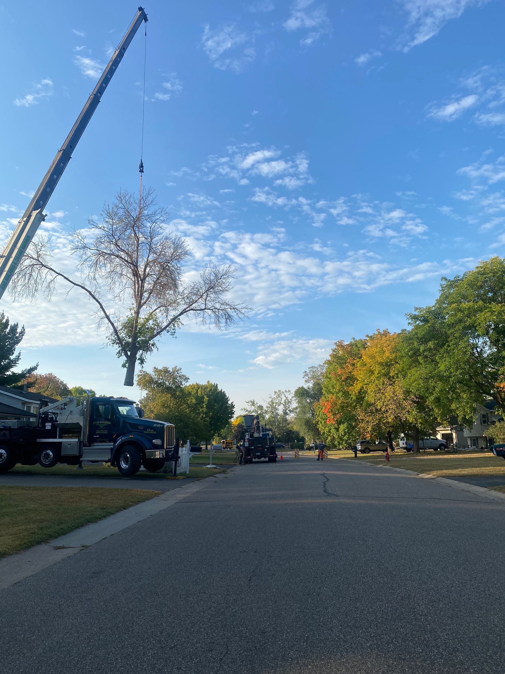 Tree Removal Service on Residential Area | Minneapolis, MN | Arbor Tree Service