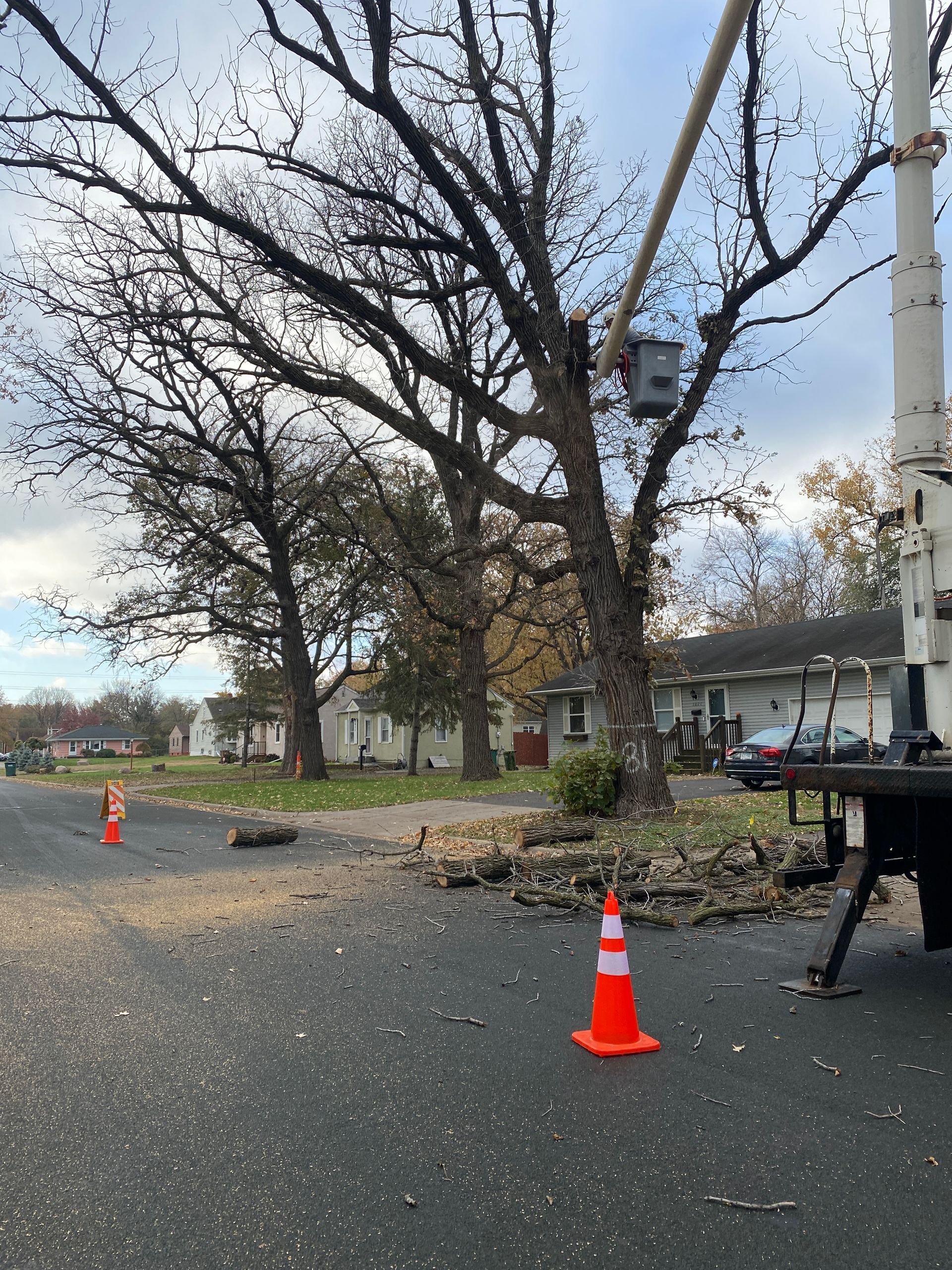 Traffic Cones Next to a Tree | Minneapolis, MN | Arbor Tree Service