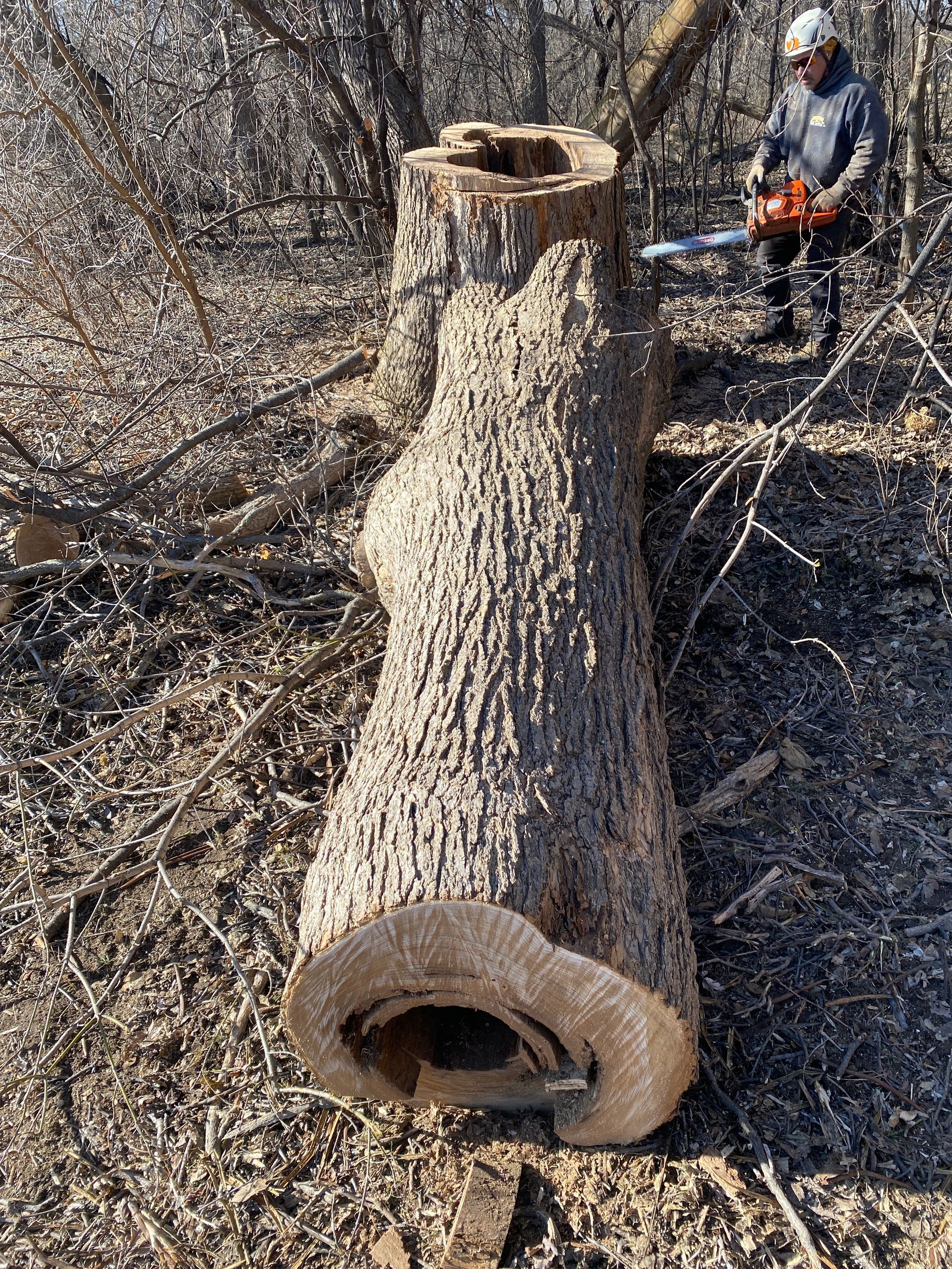 Dead Tree Trunk | Minneapolis, MN | Arbor Tree Service