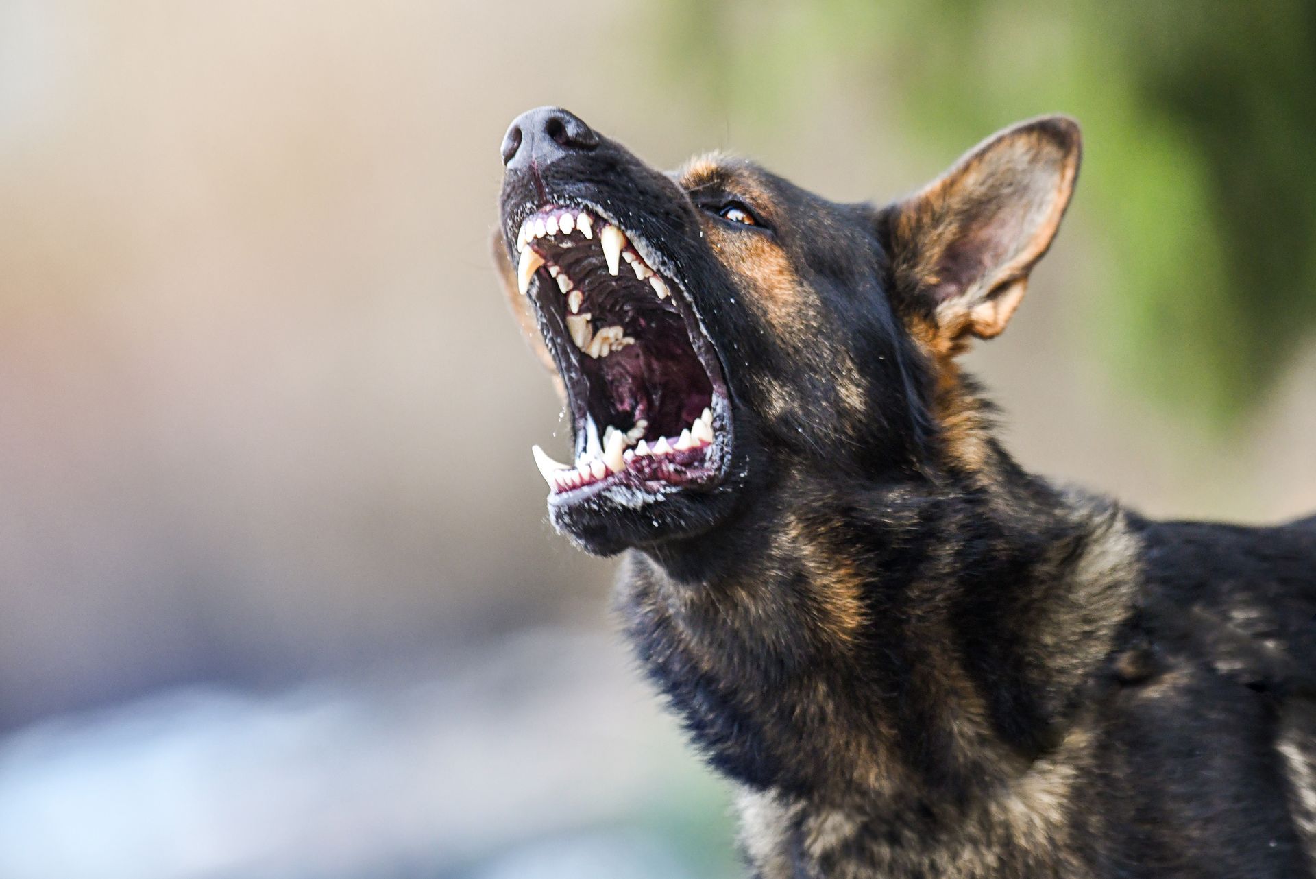 Dog Bites