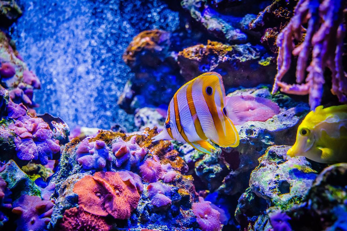 A butterflyfish swims near colorful coral in a vibrant aquarium, with a second yellow fish visible.