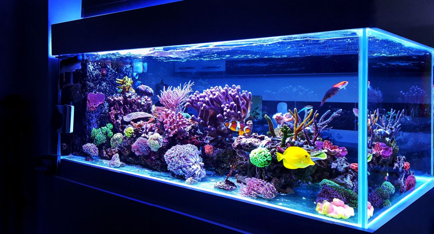 Large, vibrant reef aquarium with colorful coral and fish, illuminated by blue lighting.