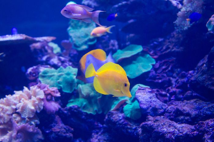 Yellow tang fish swims among coral in blue water.
